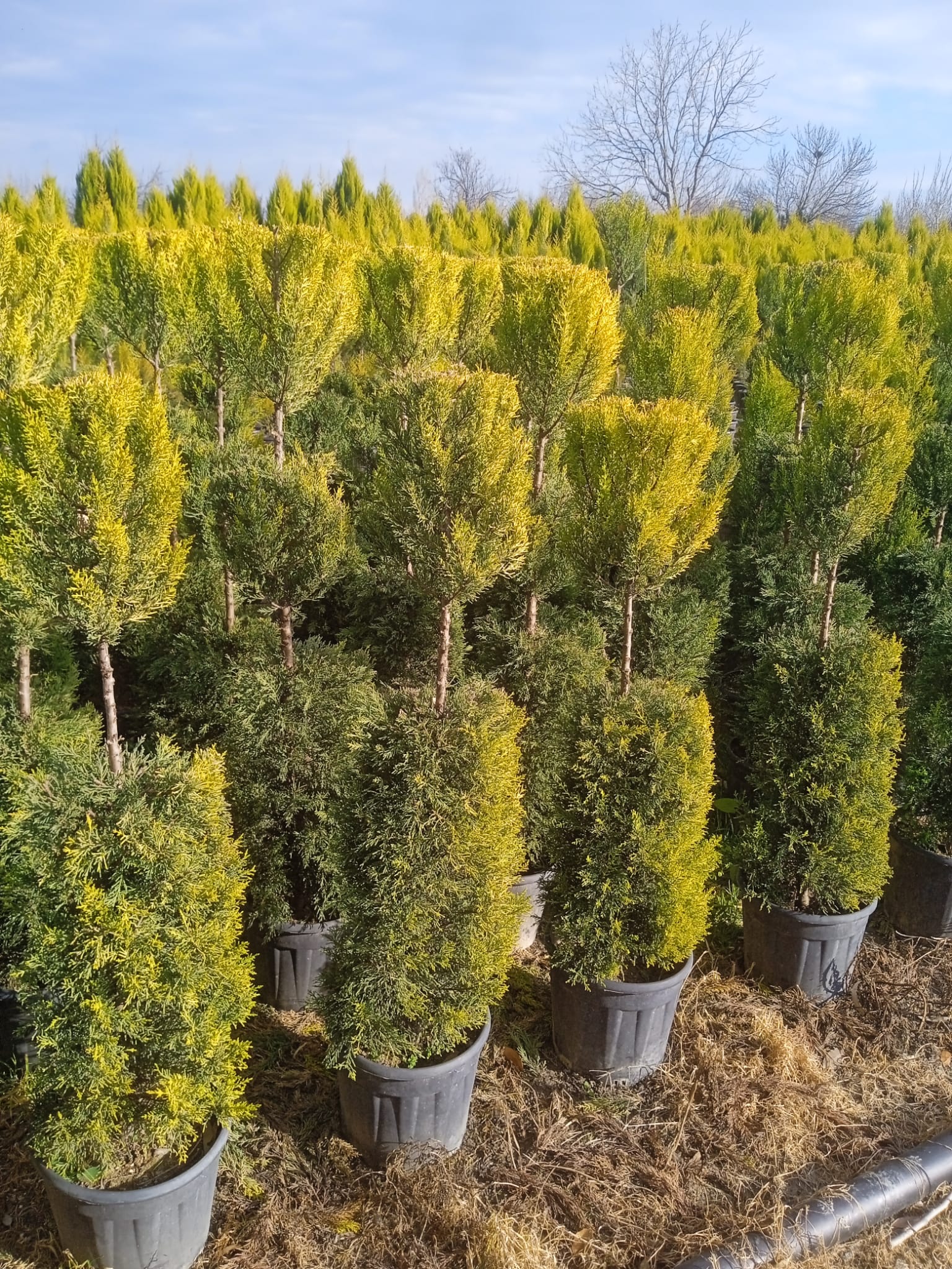 Almina Çiçekçilik 